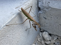 Tenodera sinensis