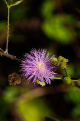 Mimosa sensitiva