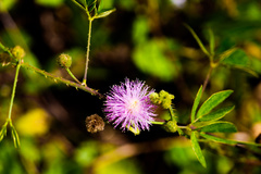 Mimosa sensitiva