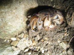 Pseudohelice subquadrata