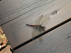 Sympetrum frequens
