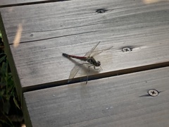 Sympetrum frequens