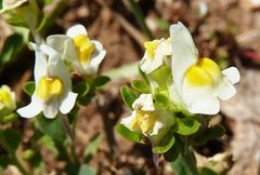 Linaria triphylla