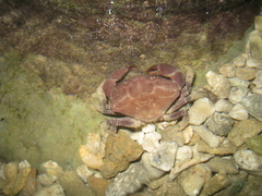 Ozius rugulosus