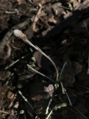 Antennaria solitaria