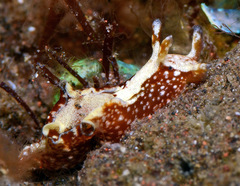 Aplysia atromarginata