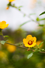 Sida galheirensis