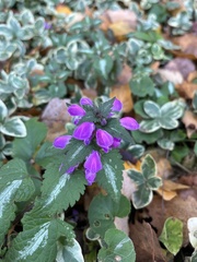 Lamium maculatum