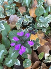 Lamium maculatum
