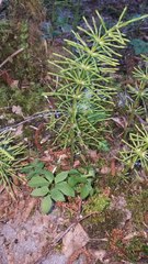 Equisetum telmateia