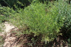 Indigofera zeyheri