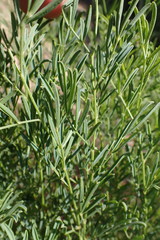 Indigofera zeyheri