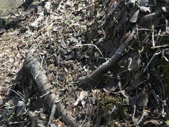 Antennaria solitaria