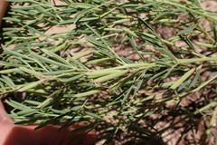 Indigofera zeyheri