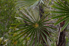 Coccothrinax