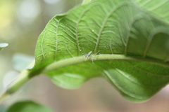 Oxyopes