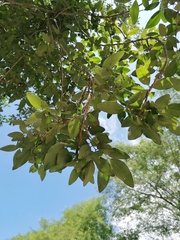 Parmentiera aculeata