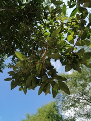 Parmentiera aculeata