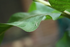 Oxyopes