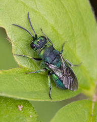 Hedychridium dimidiatum