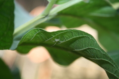 Oxyopes