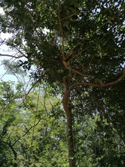 Parmentiera aculeata