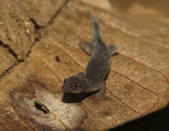 Lepidoblepharis duolepis