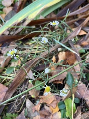 Erigeron annuus