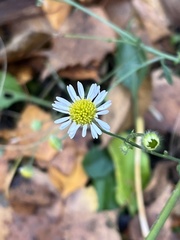 Erigeron annuus