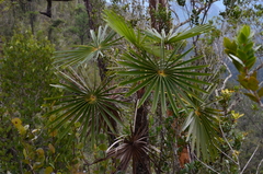 Coccothrinax