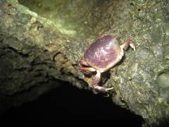 Epigrapsus notatus