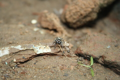 Hasarius adansoni