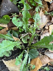 Taraxacum officinale
