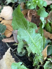 Taraxacum officinale