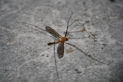 Leptotarsus costalis