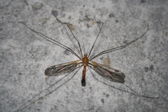 Leptotarsus costalis