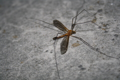 Leptotarsus costalis