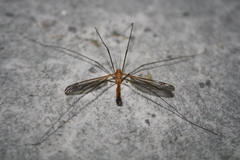 Leptotarsus costalis