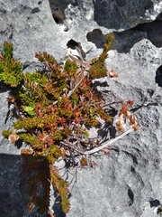 Erica calcareophila
