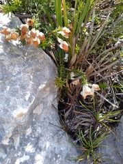 Erica calcareophila