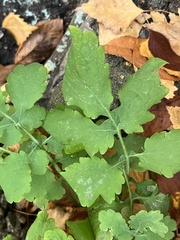 Chelidonium majus