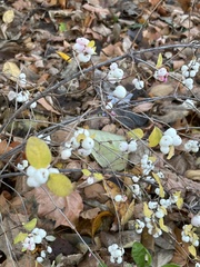 Symphoricarpos albus