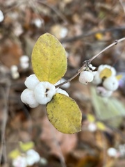 Symphoricarpos albus