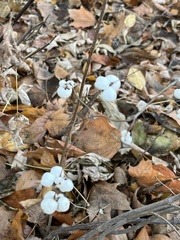 Symphoricarpos albus