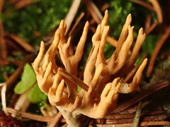 Phaeoclavulina flaccida