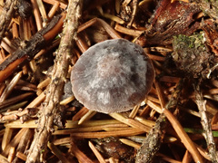 Mycena alcalina