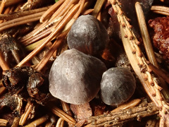 Mycena alcalina