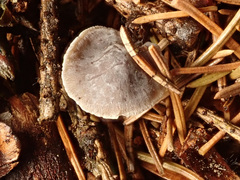 Mycena alcalina
