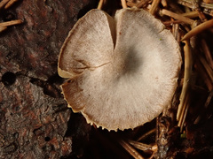 Mycena alcalina