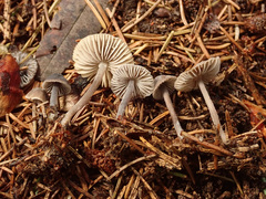 Mycena alcalina